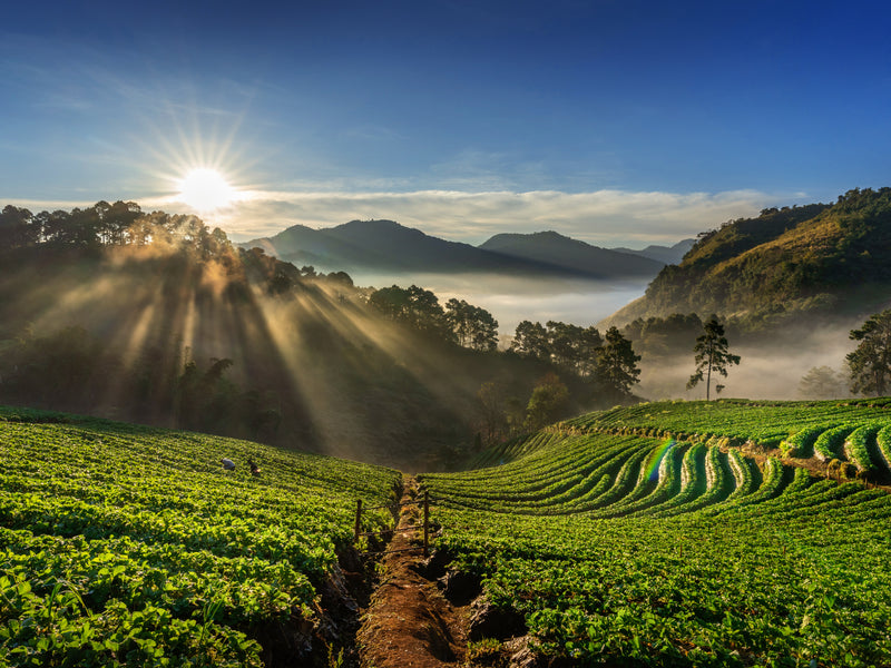 We harvest *water*, not just crops.