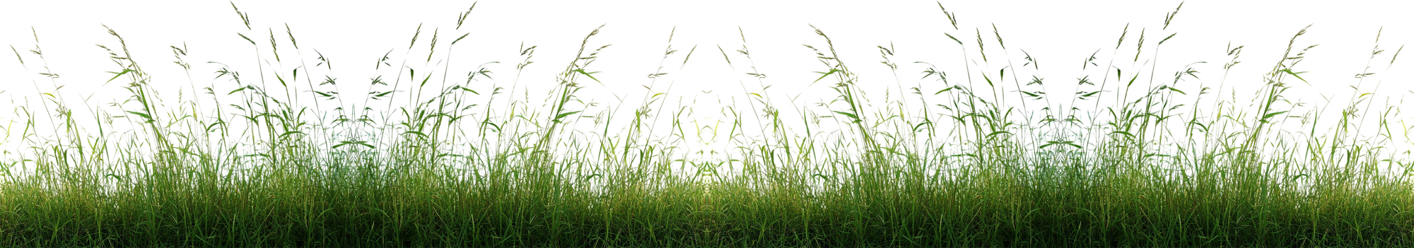Green grass